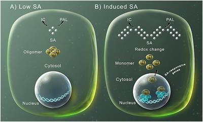 Intra and Extracellular Journey of the Phytohormone Salicylic Acid